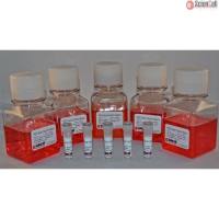 Sciencell 5931 HPSC 神经诱导培养基 现货特价