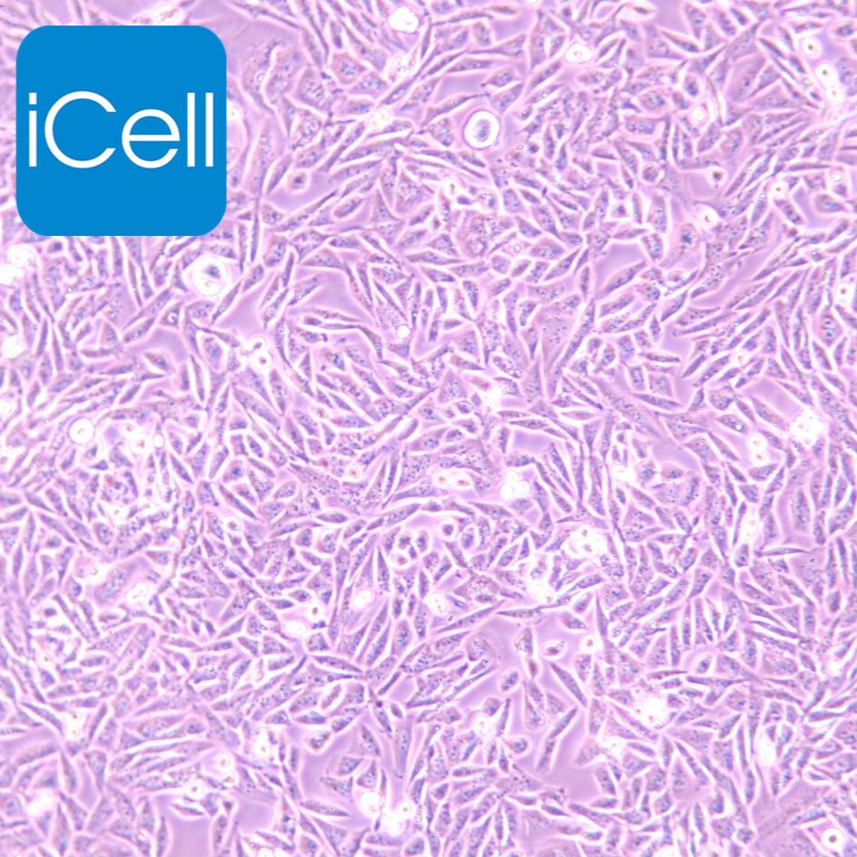LEC-1 仓鼠卵巢细胞  种属鉴定 赛百慷（iCell）