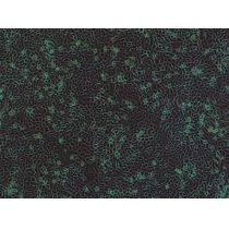 小鼠原代胸腺基质细胞