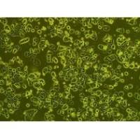 ​兔原代小肠黏膜上皮细胞