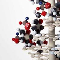 Purified anti-PACSIN1 抗体