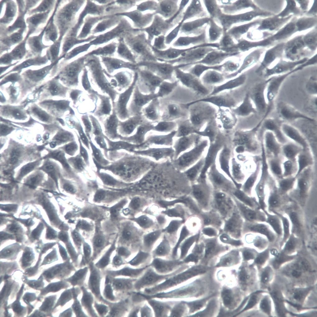 HSC-3/HSC-3细胞系/HSC-3细胞株/HSC-3 人口腔鳞癌细胞