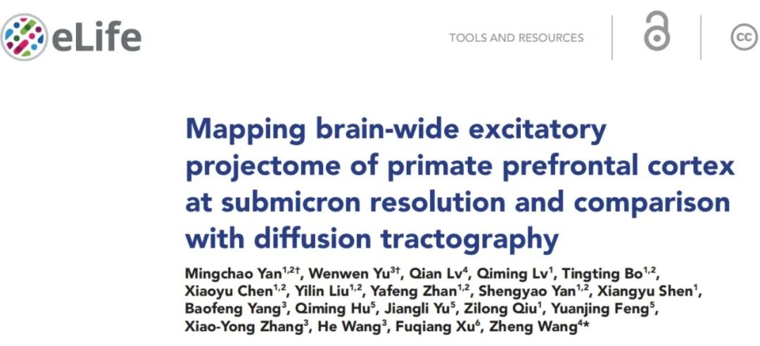 【客户文章】北京大学王征课题组联合11.7T磁共振和病毒标记示踪技术构建猕猴腹外侧前额叶神经连接图谱
