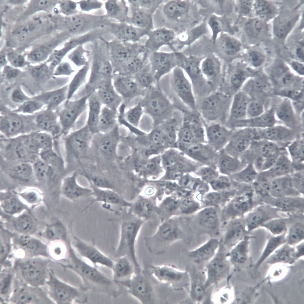 AC16/AC16细胞系/AC16细胞株/AC16 人心肌细胞