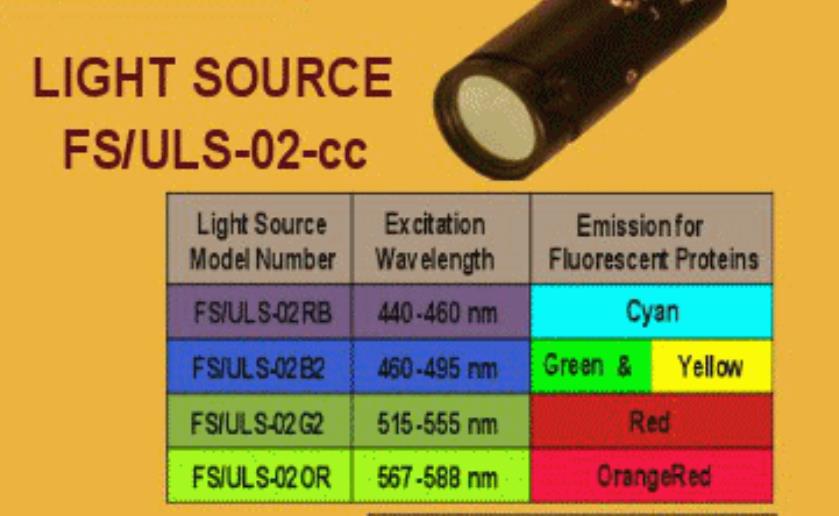 荧光蛋白定位激发光源 
