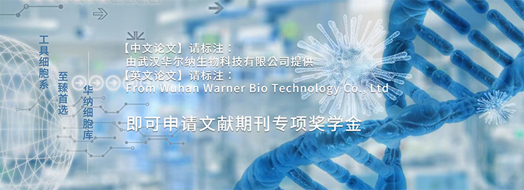 ATCC14553顶头孢霉,acremonium chrys