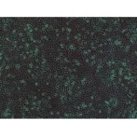 CNE-1人鼻咽癌细胞