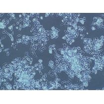 ATCC CRL-9792(DAMI)人巨核细胞白血病细胞