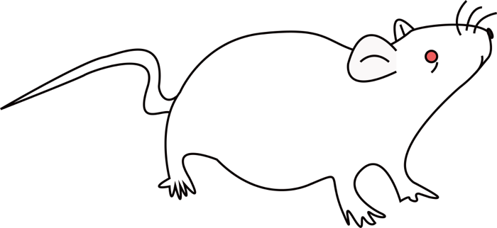 德国巨鼠的画法图片