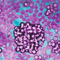 人T细胞活化/扩增试剂盒 T Cell Activation/Expansion Kit, human