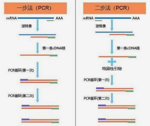 逆转录PCR反应体系及注意事项