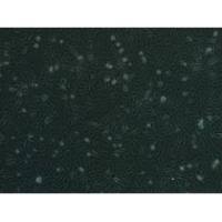 ATCC CCL-2(HeLa)细胞