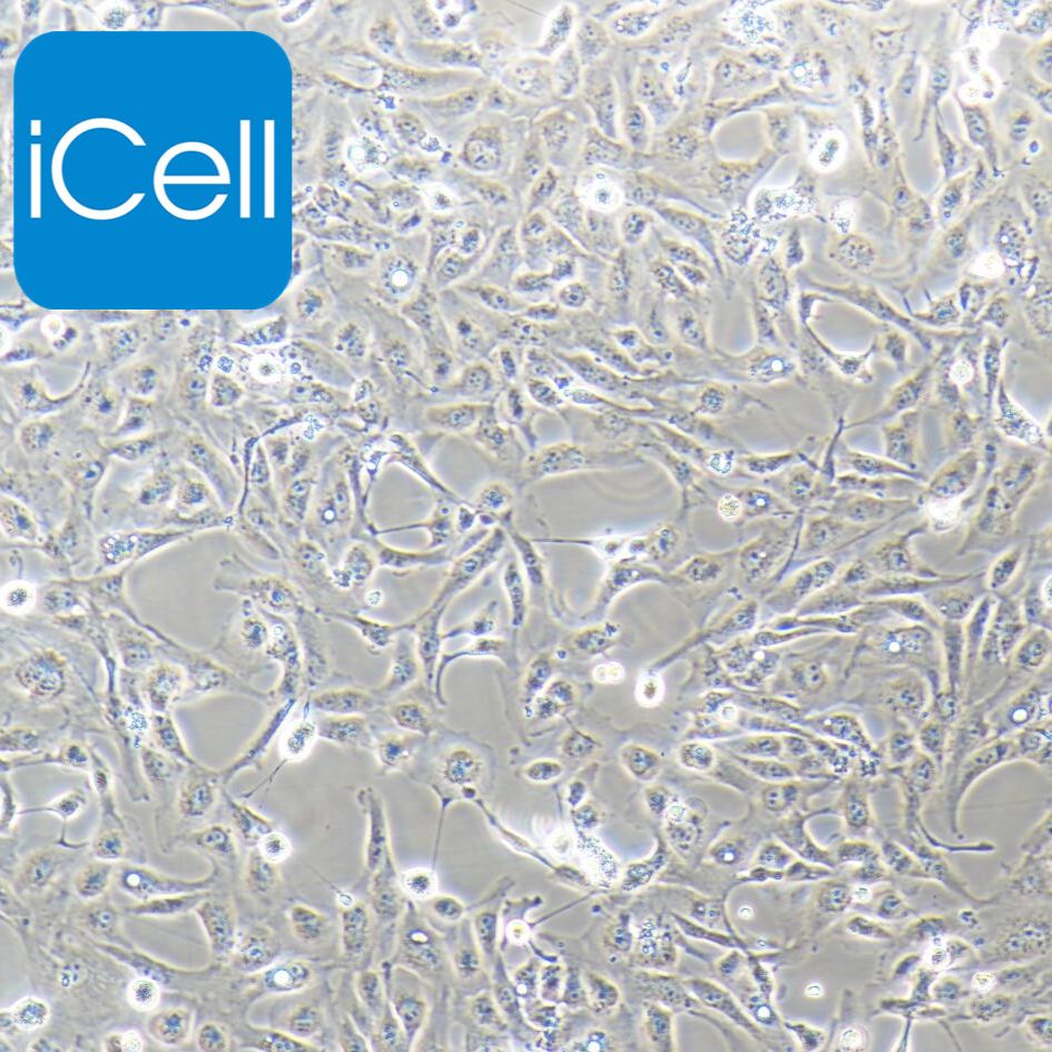 786-O 人肾透明细胞癌细胞  STR鉴定