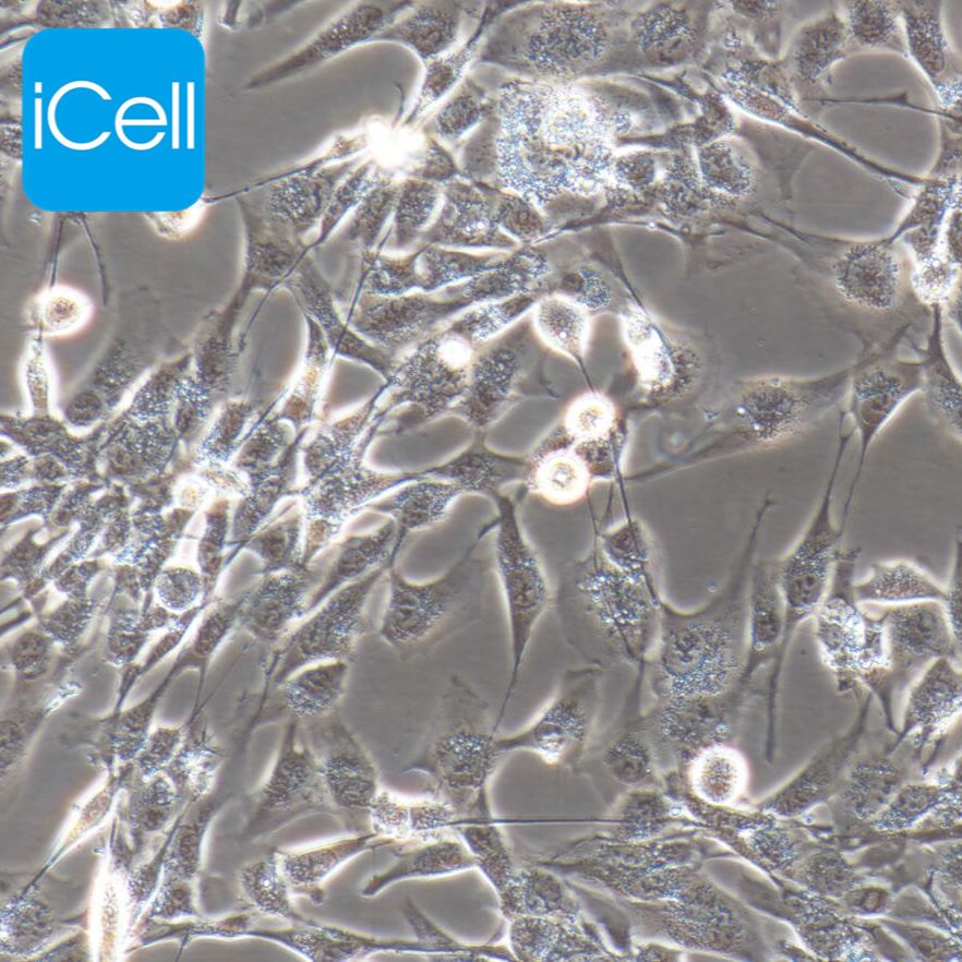 HCMEC/D3 永生化人脑微血管内皮细胞  特殊细胞