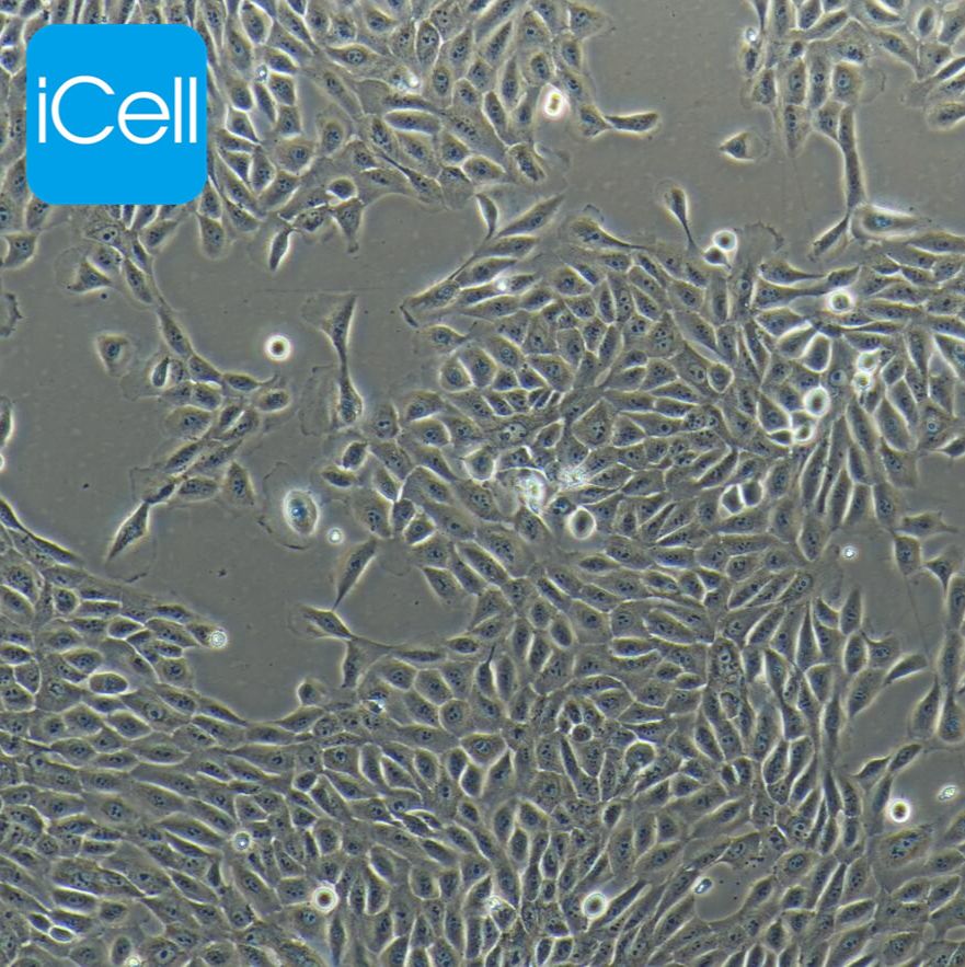 MCF-10A 人乳腺上皮细胞  STR鉴定