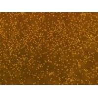 大鼠足细胞Mouse podocyte