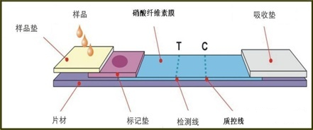 “抗体”、“中和抗体”还在傻傻分不清楚么?一文带你看懂