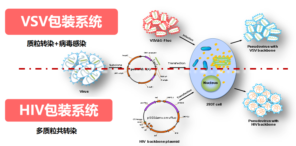 “抗体”、“中和抗体”还在傻傻分不清楚么？一文带你看懂技术资料丁香通 