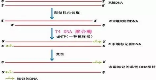 PCR引物合成四步骤