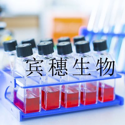 Ma-Mel-25 Cells;Ma-Mel-25易傳代細胞系(STR基因分析圖譜)
