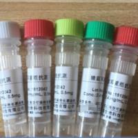 猪病毒性腹泻病毒PEDV膜蛋白S单克隆抗体