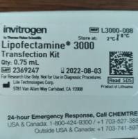 Lipofectamine™ 3000 Transfection Reagent