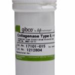 II 型胶原酶，粉末
