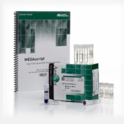 MEGAscript™ RNAi Kit