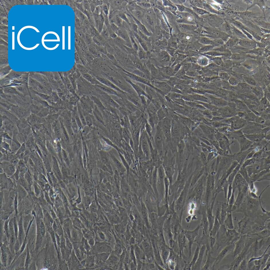 人睾丸支持细胞永生化  免疫荧光鉴定
