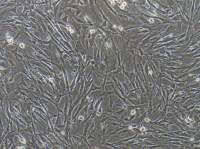 小鼠胰腺星狀細胞永生化  免疫熒光鑒  賽百慷（iCell）