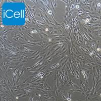 人乳腺癌成纤维细胞永生化/免疫荧光鉴定