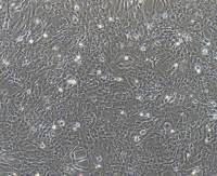 雞胚氣管黏膜上皮細胞永生化  種屬鑒定 賽百慷（iCell）