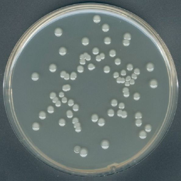 抗生素检定培养基2号（高PH）