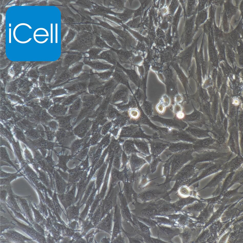 羊睾丸间质细胞永生化  免疫荧光鉴定