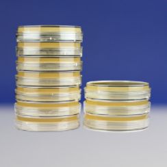 普通琼脂斜面培养基(PH8.0-8.2)