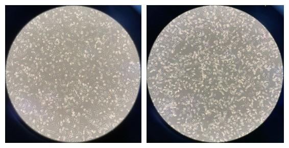 三款无血清细胞冻存液，给您提供更多选择！