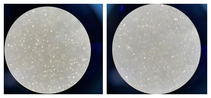 三款无血清细胞冻存液，给您提供更多选择！