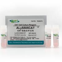 贝索细胞/CSTI  |  CAT细胞培养试剂ALyS505CAT
