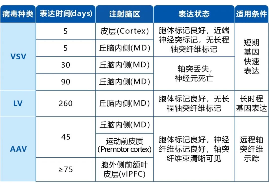 AAV、VSV和 LV在猕猴上的应用