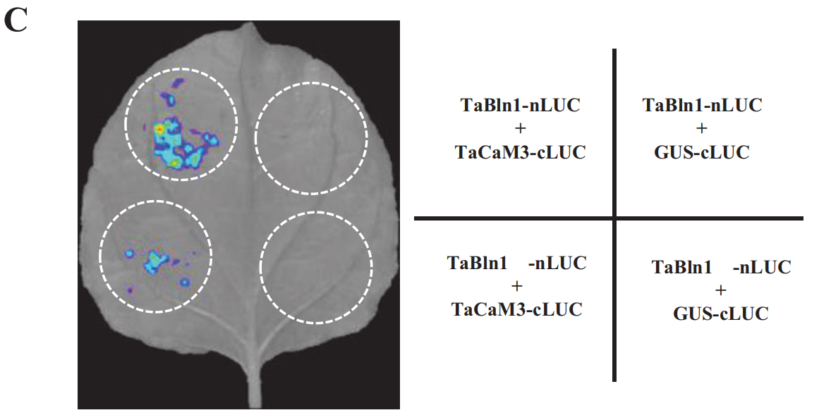 【文献速递】西北农林科技大学植物免疫团队发现负调控小麦抗条锈病新机制
