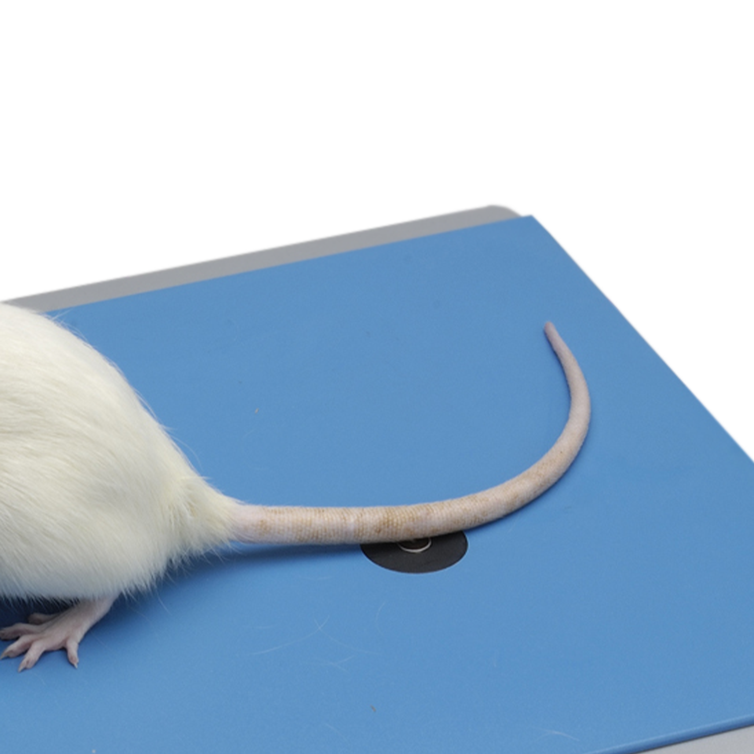 甩尾测痛仪37560