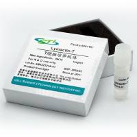 贝索细胞/CSTI |  T细胞培养抗体Lymactin-T