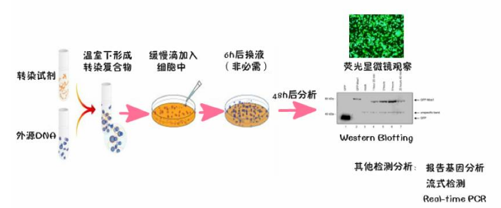 细胞转染方法与影响因素