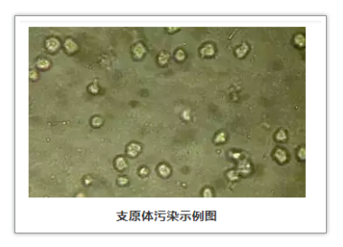 细胞培养如何应对支原体污染