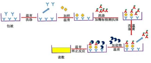 ELISA实验常见两个问题原因分析