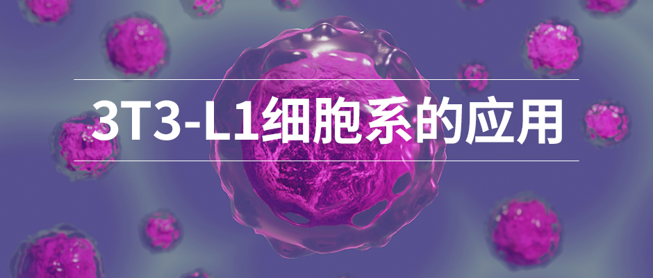 脂肪代谢的理想细胞模型——3T3-L1细胞系