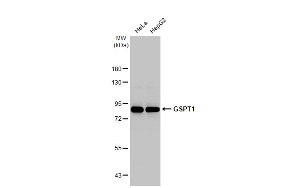 GSPT1 antibody [HL1345]