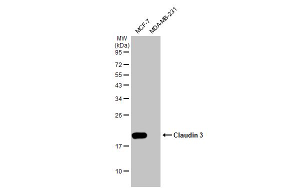 Claudin 3 antibody [HL1527]
