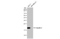 Claudin 3 antibody [HL1527]