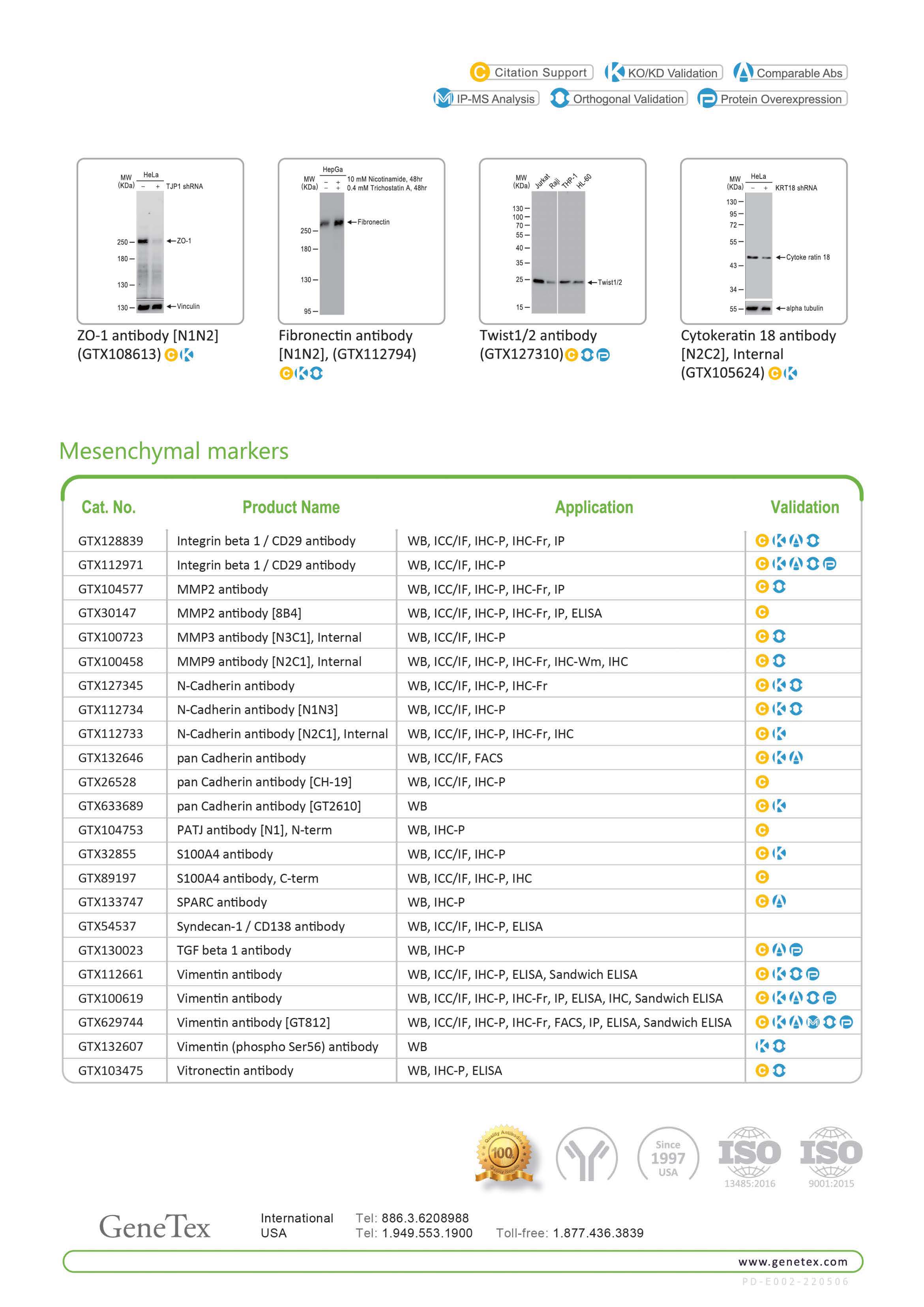 单页 - 上皮 - 间质转化